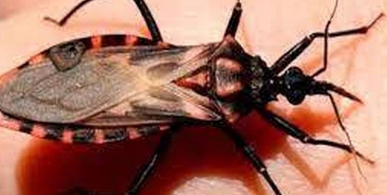 Chagas: se reglamentó la ley que promueve la prevención y el control de la enfermedad