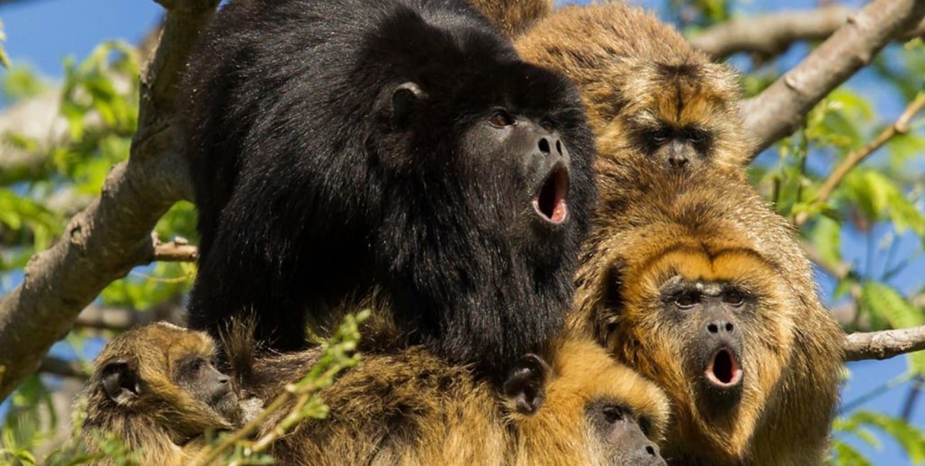 Proponen declarar Monumento Natural a los monos aulladores para evitar su extinción
