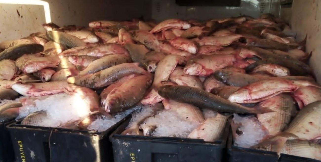 Incautan 11 mil kilos de pescado trasportados sin habilitación