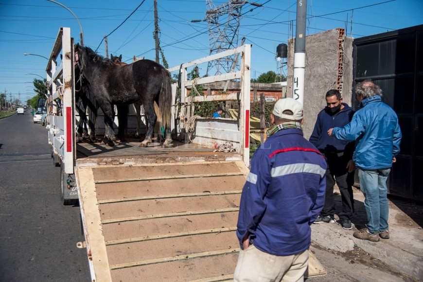 ELLITORAL_454815 |  Marcelo Manera Los caballos fueron puestos a resguardo por disposición de las autoridades