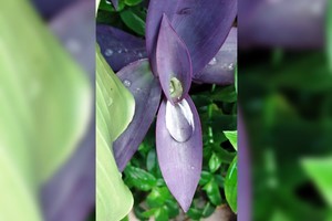 Alex Castellvi CASADORES DE IMÁGENES - Agua en el corazón púrpura