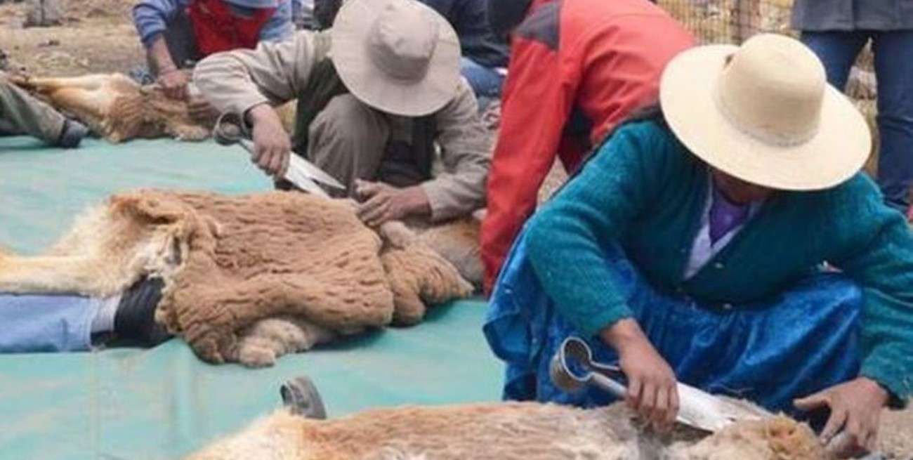 Jujuy buscará batir su récord de esquila sustentable de vicuñas