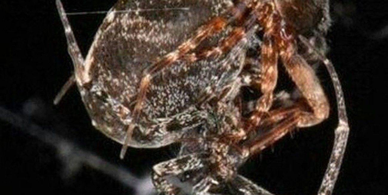 Estas arañas se arrojan al vacío después del apareamiento para evitar el canibalismo sexual