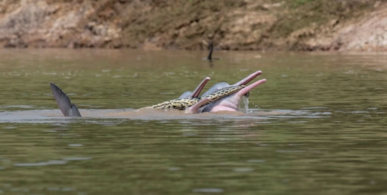 Misteriosa imagen de dos delfines bolivianos de río nadando con una anaconda enredada