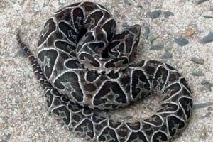 ELLITORAL_452659 |  Gentileza Manuel Berrón. Yarará. Esta es la serpiente venenosa que apareció el sábado junto a la pérgola de los jubiliados, en la Costanera.