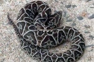 ELLITORAL_452659 |  Gentileza Manuel Berrón. Yarará. Esta es la serpiente venenosa que apareció el sábado junto a la pérgola de los jubiliados, en la Costanera.