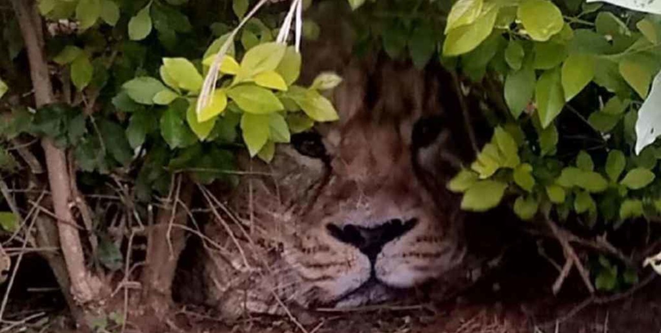 Kenia: pensaron que había un león en el patio de una casa y se llevaron una sorpresa