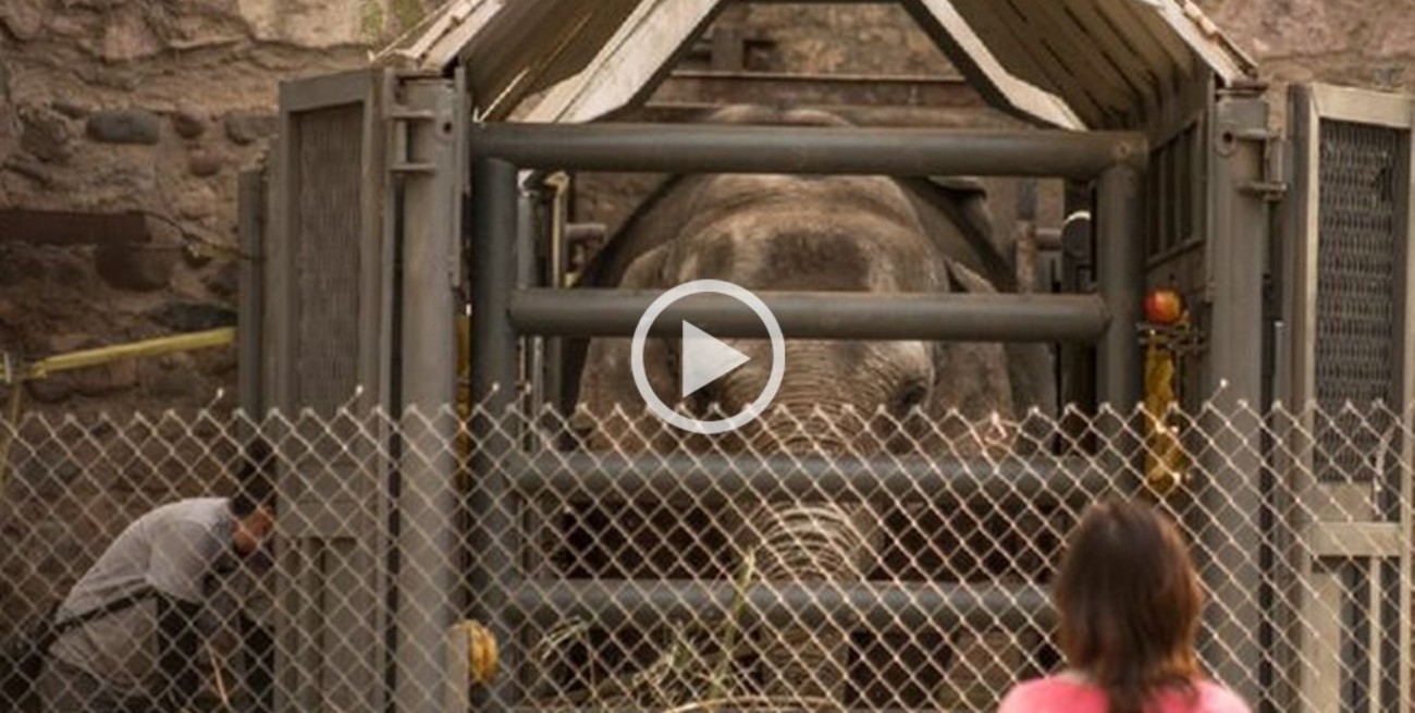 Mendoza: así partieron Pocha y Guillermina al santuario de elefantes en Brasil