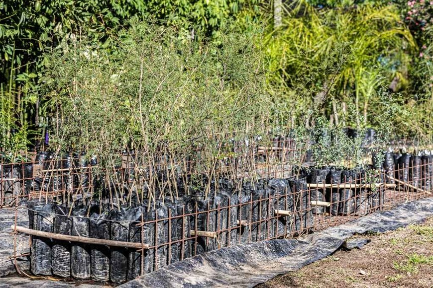 ELLITORAL_456166 |  Gentileza Son ejemplares de especies nativas como algarrobo, aromito, guayacán, ceibos, espina corona y guayabo colorado, entre otras.