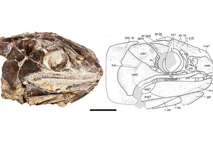 ELLITORAL_455816 |  Gentileza Conicet La Plata D.R