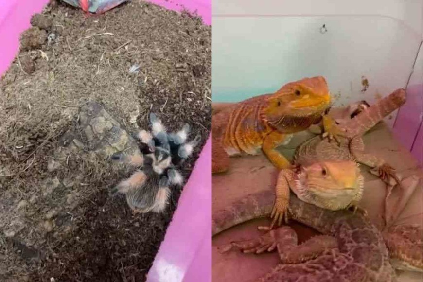 ELLITORAL_456482 |  Captura de video D.R