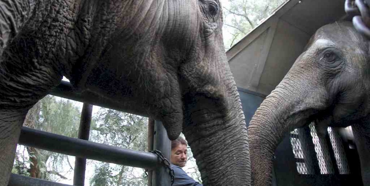 Pocha y Guillermina llegaron al santuario de elefantes en Brasil