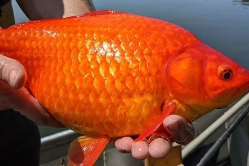 ELLITORAL_456230 |  Gentileza Peces Goldfish gigantes destruye todo a su paso y genera una amenaza ecológica