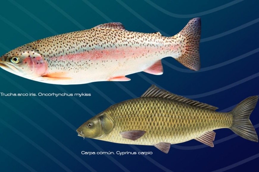 ELLITORAL_456229 |  Gentileza D.R