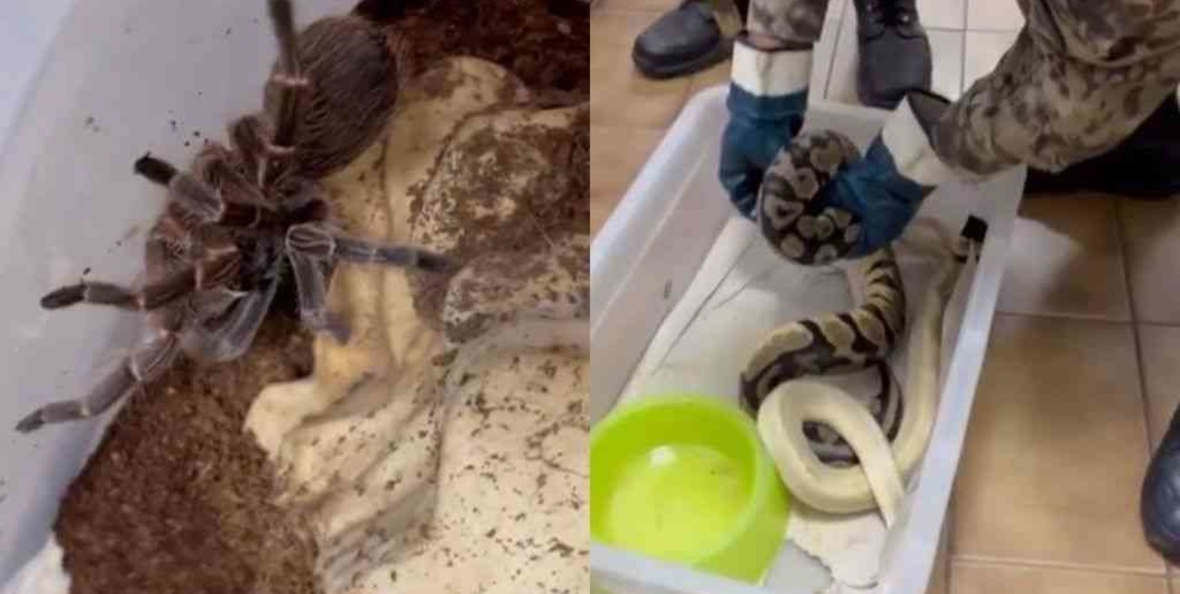 Córdoba: allanaron una casa y encontraron cerca de 60 animales exóticos en cautiverio