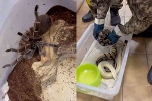 Captura de video D.R