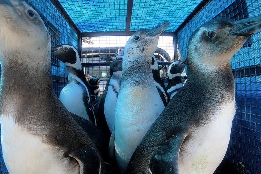 ELLITORAL_456687 |  Fundación Mundo Marino D.R