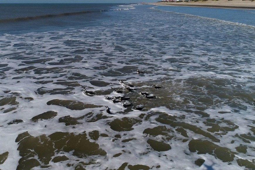 ELLITORAL_456686 |  Fundación Mundo Marino D.R