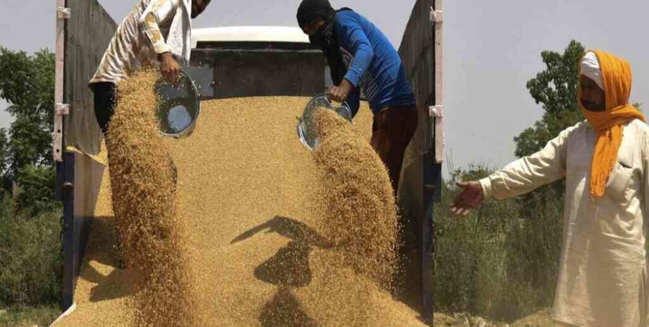 Por el alza global de precios, India prohibió la exportación de trigo