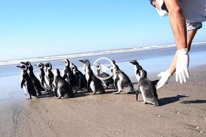 Fundación Mundo Marino D.R