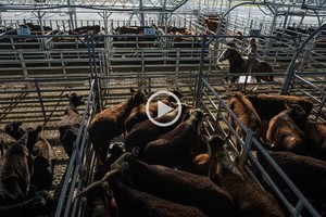 Cerró el histórico Mercado de Hacienda de Liniers: cómo es el nuevo predio para comercializar ganado de Cañuelas
