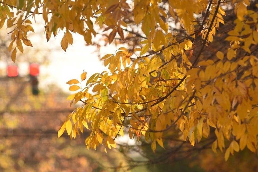 El otoño ya se siente en la capital santafesina.