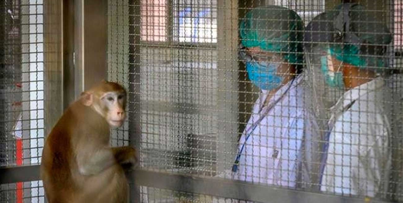 Canadá suma 10 nuevos casos y eleva a 15 los pacientes con viruela del mono