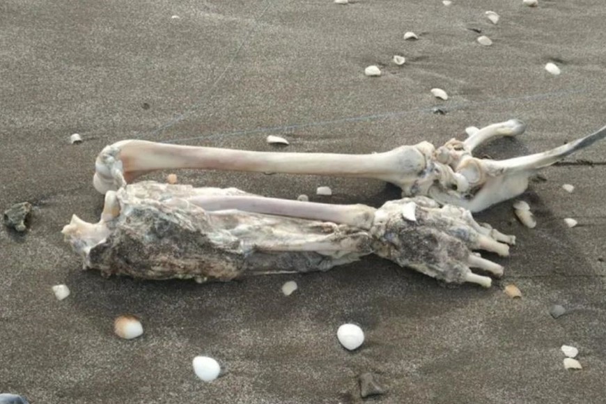 Créditos: Gentileza