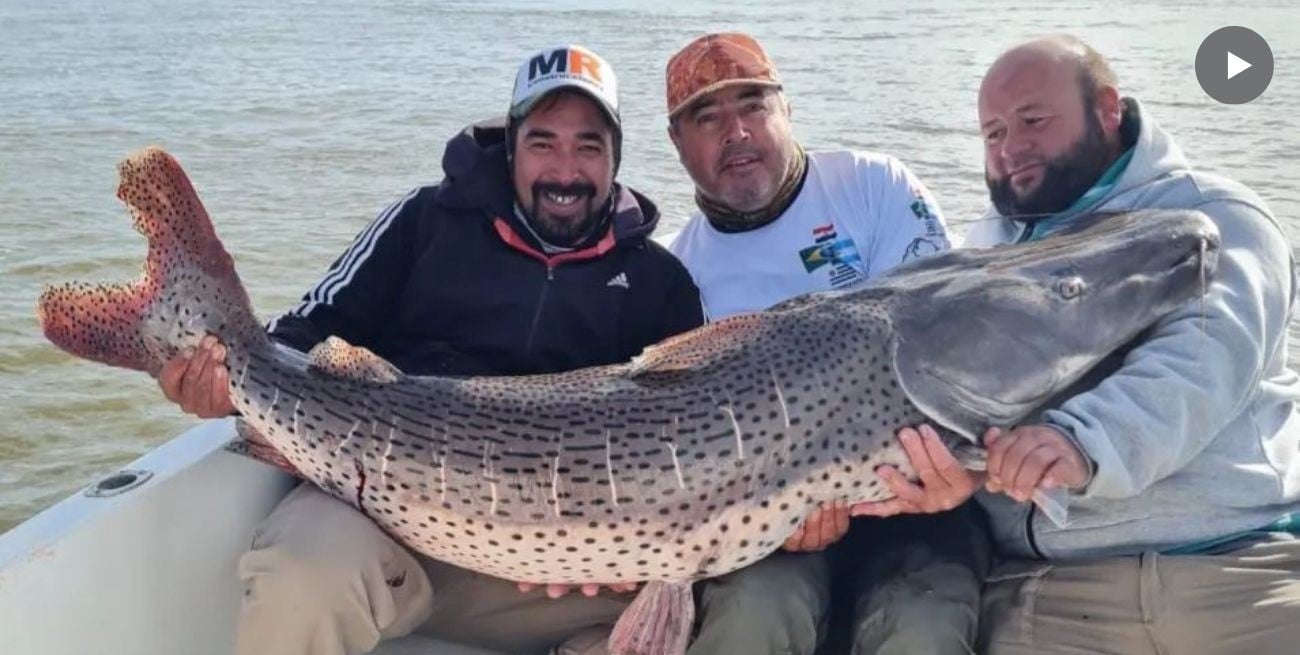 Video: pescaron un increíble surubí de 55 kilos en el río Paraná