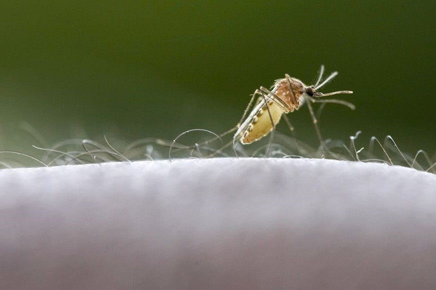Algunos mosquitos son vectores de transmisión de enfermedades tropicales. La información y la prevención son fundamentales antes de viajar a destinos exóticos.