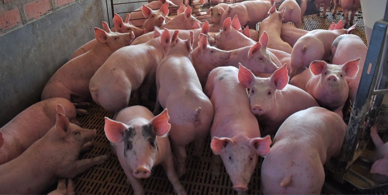 Se detectaron 18 cerdos con triquinosis y refuerzan los controles sanitarios