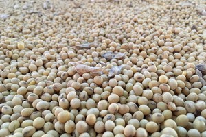 FILE PHOTO: Soybeans stocks are seen in Rio Verde, Goias state, Brazil January 31, 2019. REUTERS/Jose Roberto Gomes/File Photo