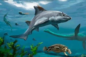 Stropodus rebecae. Ilustración: gentileza