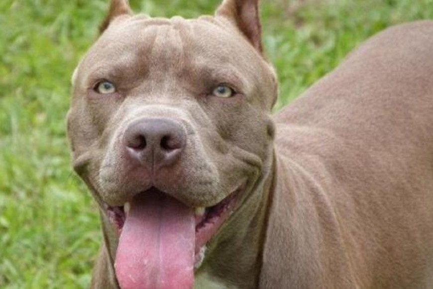 pitbull