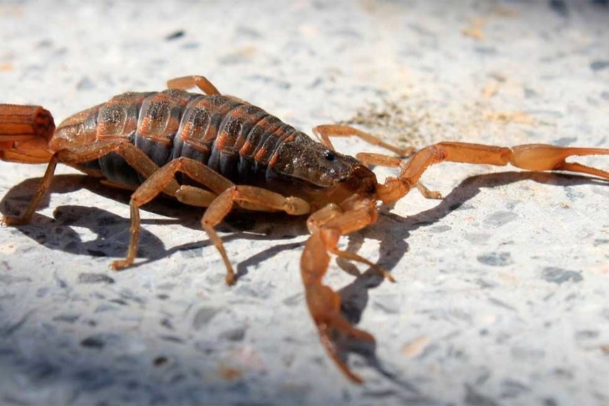 Crédito: Mauricio Garín