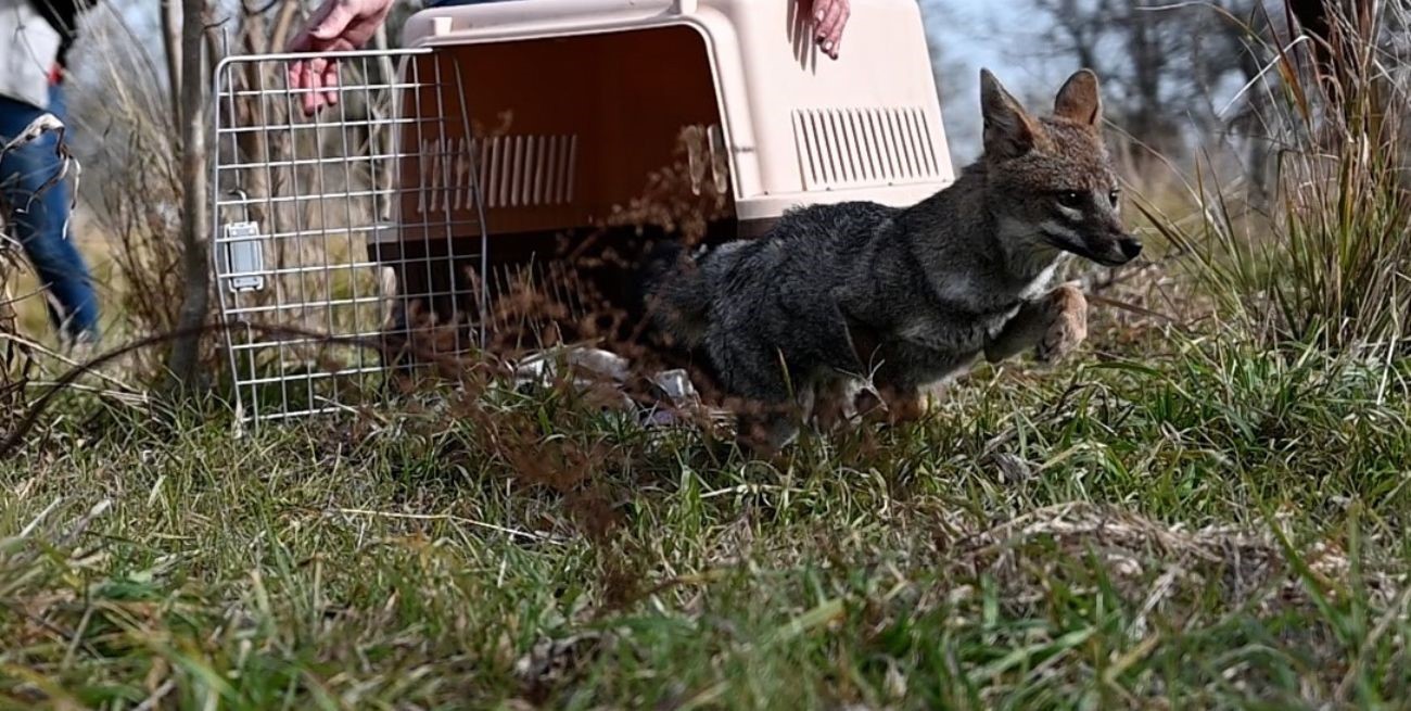 Un zorro gris que estaba en muy mal estado fue rehabilitado y liberado