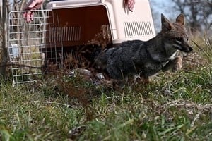 Créditos: Gentileza