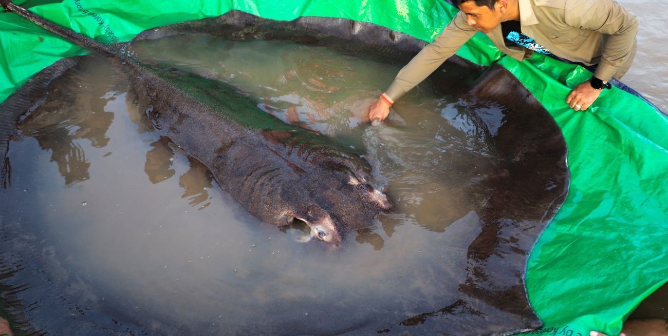 Capturaron el pez de agua dulce más grande de la historia: ¡300 kilos!, image size:1300x655