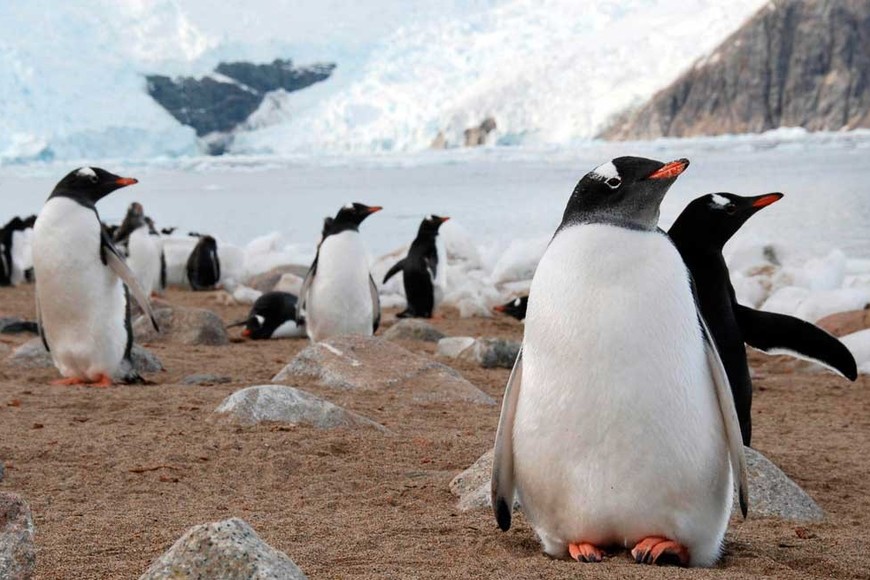 Protagonistas de la fauna austral, los pingüinos dan la "bienvenida" a expedicionarios del desierto blanco.