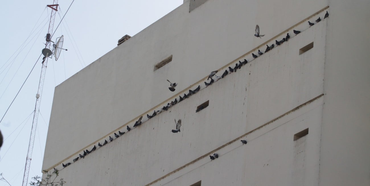 Cuervo: un "espantapalomas" de plástico que probarían en algunos edificios de Santa Fe