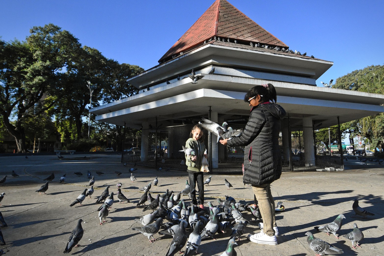 Método inédito en Santa Fe. En el Palomar sustituyen huevos fértiles por otros de yeso para controlar la población de aves. Lo aplican ciudades como Madrid o Barcelona para evitar la sobrepoblación. Desde el municipio sostienen que consiguieron un 90% de efectividad.