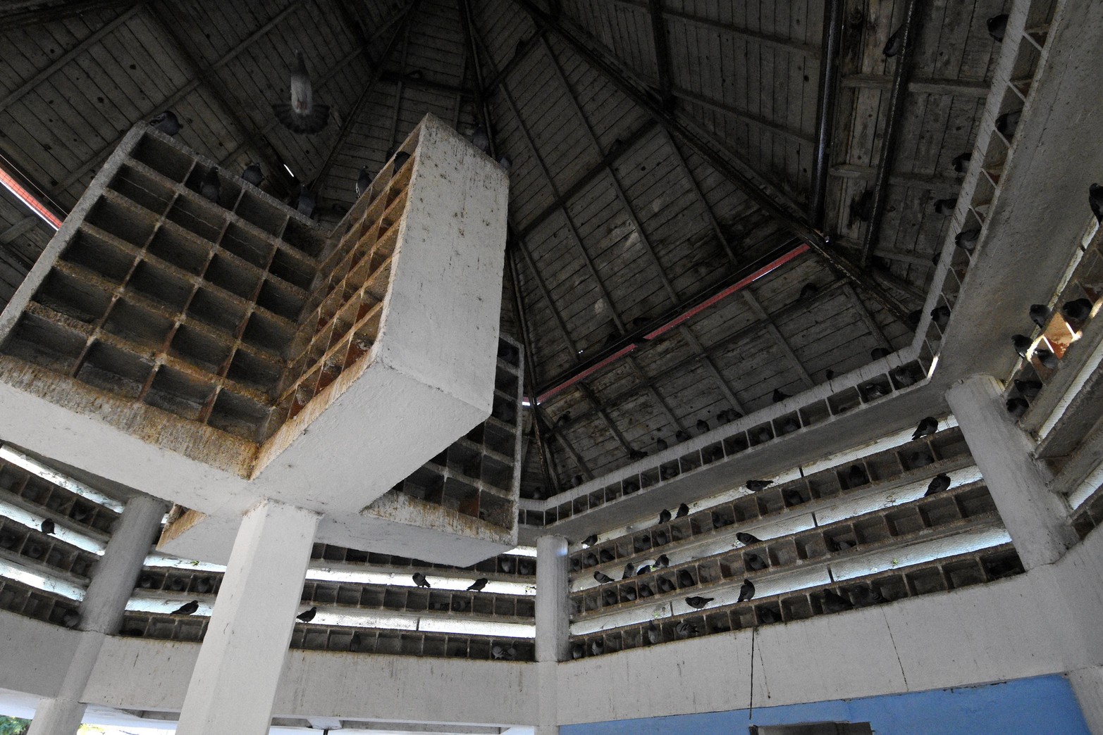 Método inédito en Santa Fe. En el Palomar sustituyen huevos fértiles por otros de yeso para controlar la población de aves. Lo aplican ciudades como Madrid o Barcelona para evitar la sobrepoblación. Desde el municipio sostienen que consiguieron un 90% de efectividad.