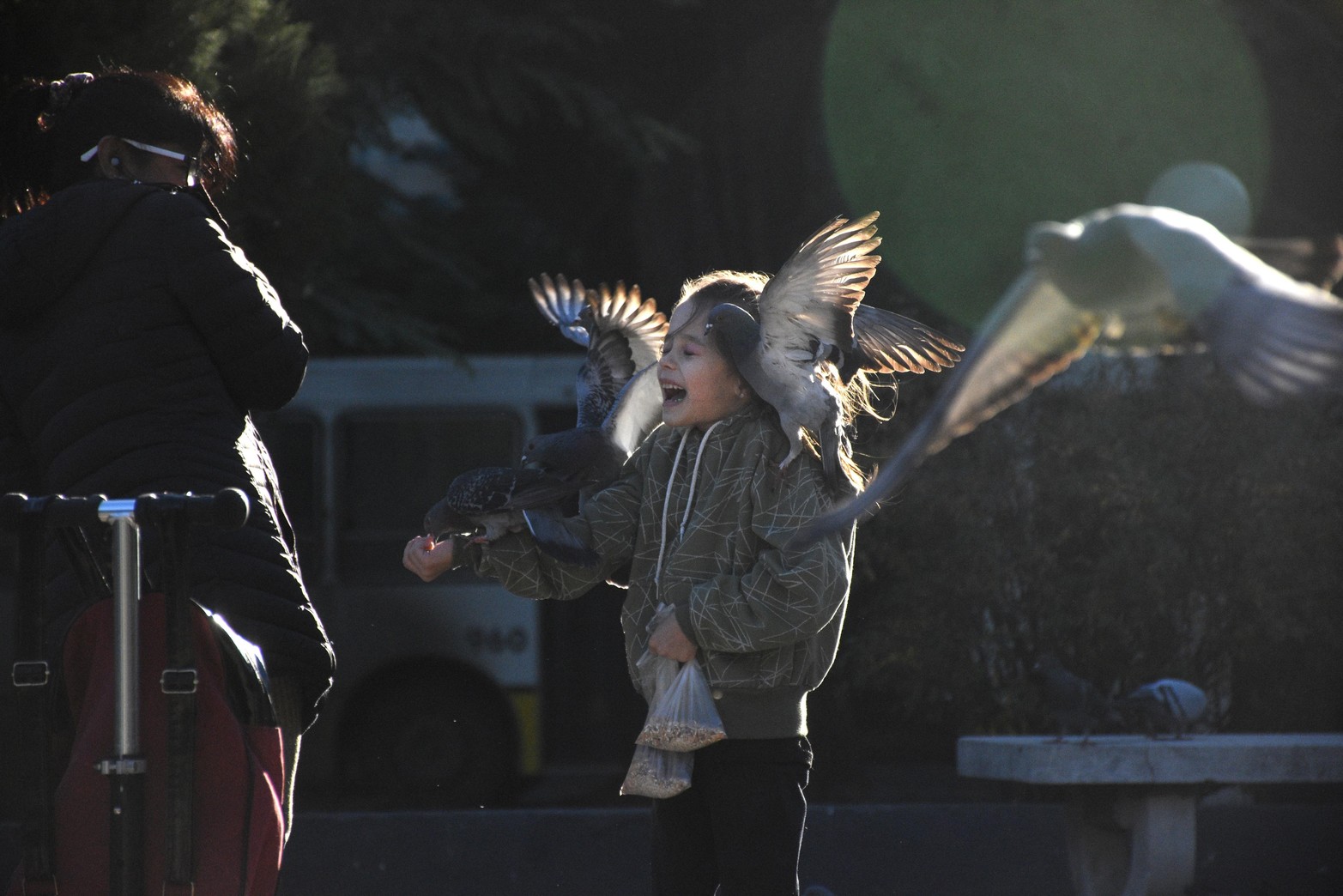 Método inédito en Santa Fe. En el Palomar sustituyen huevos fértiles por otros de yeso para controlar la población de aves. Lo aplican ciudades como Madrid o Barcelona para evitar la sobrepoblación. Desde el municipio sostienen que consiguieron un 90% de efectividad.