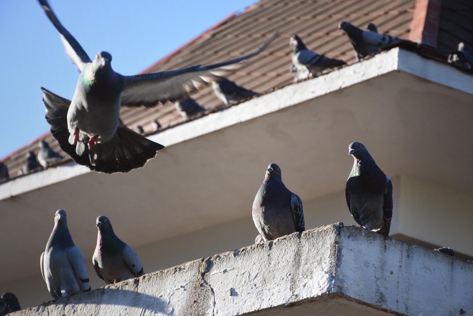 Método inédito en Santa Fe. En el Palomar sustituyen huevos fértiles por otros de yeso para controlar la población de aves. Lo aplican ciudades como Madrid o Barcelona para evitar la sobrepoblación. Desde el municipio sostienen que consiguieron un 90% de efectividad.