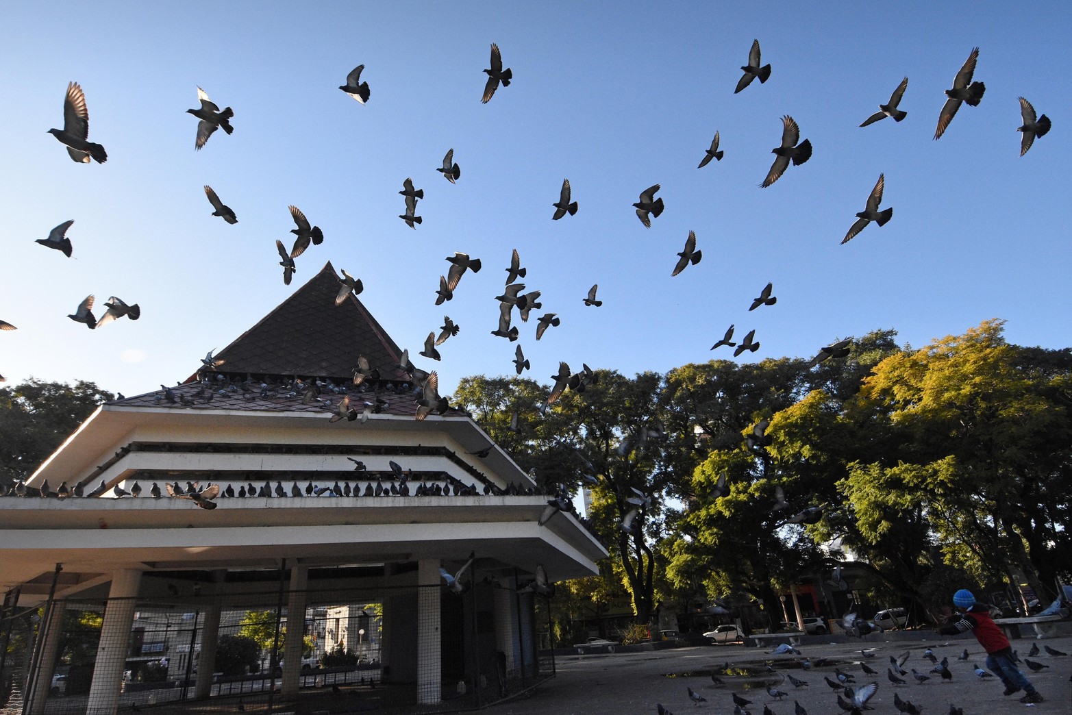 Método inédito en Santa Fe. En el Palomar sustituyen huevos fértiles por otros de yeso para controlar la población de aves. Lo aplican ciudades como Madrid o Barcelona para evitar la sobrepoblación. Desde el municipio sostienen que consiguieron un 90% de efectividad.