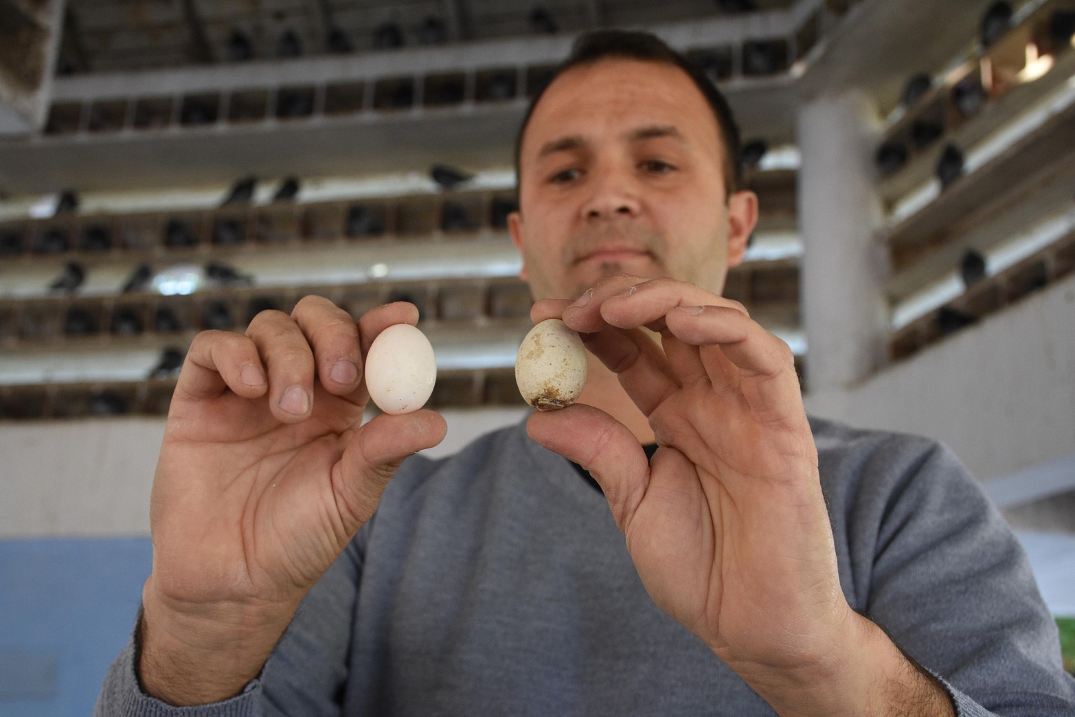 Método inédito en Santa Fe. En el Palomar sustituyen huevos fértiles por otros de yeso para controlar la población de aves. Lo aplican ciudades como Madrid o Barcelona para evitar la sobrepoblación. Desde el municipio sostienen que consiguieron un 90% de efectividad.