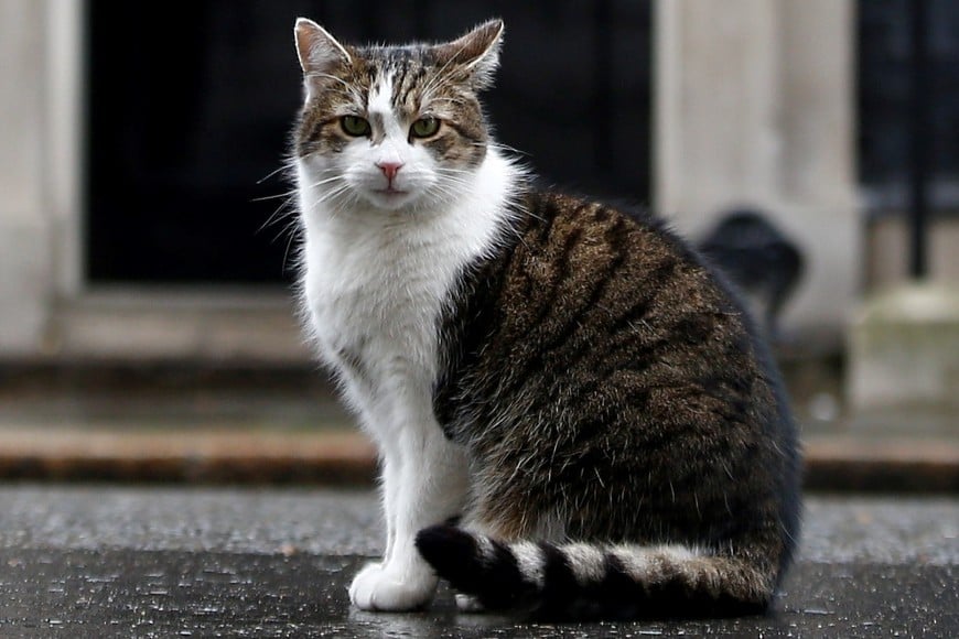 El gato Larry se sienta afuera de Downing Street. REUTERS/Henry Nicholls 