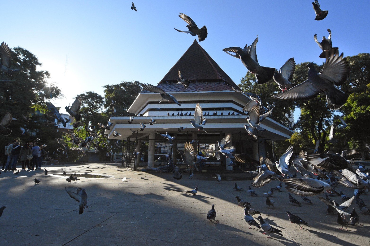 Método inédito en Santa Fe. En el Palomar sustituyen huevos fértiles por otros de yeso para controlar la población de aves. Lo aplican ciudades como Madrid o Barcelona para evitar la sobrepoblación. Desde el municipio sostienen que consiguieron un 90% de efectividad.