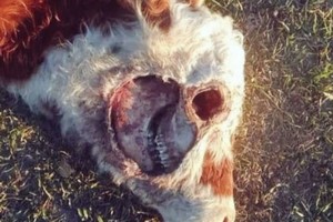 No encontraron rastros extraños ni daños en el alambrado.