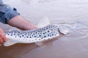 La prohibición regirá hasta nuevo aviso según informó la provincia de Corrientes.